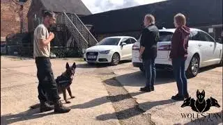Rhea Dual Purpose K9 Passive Search Demonstration