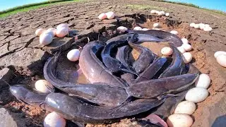 wow best hand fishing, pick duck eggs in the rice field and catch fish by hand 