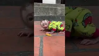 Baby monkey screaming 😱