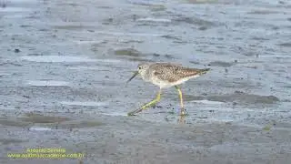 Ma&ccedil;arico-de-perna-amarela (Tringa flavipes) UY por Antonio Silveira.