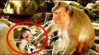 How baby Daniela angry female monkey during drag baby from Dana, So pity adorable baby Daniela
