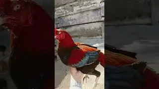 aseel chicks in sale and purchase #subscribemychannel support my new account