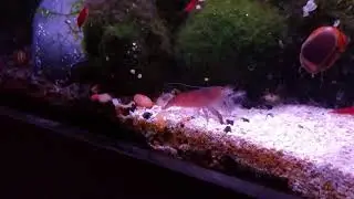 Viper Shrimp  (Atya gabonensis)