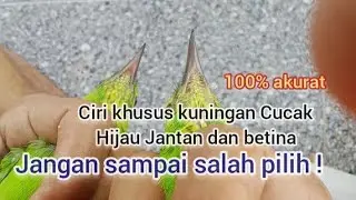 Cara membedakan Kuningan Cucak Ijo jantan dan Betina.akurat!