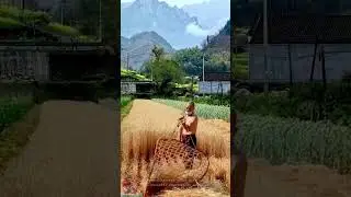 Farmers harvest wheat by hand || Innovative tools