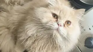 family Ansari  is live!  Bella Simba ka subah ka nashta anda chicken
