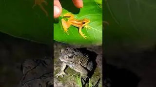 Funny tree frog hahaha | catch a funny toad | catch big frog boing boing funny