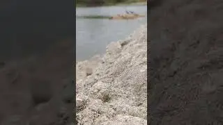 nice sight ☺️ #short #river #trending