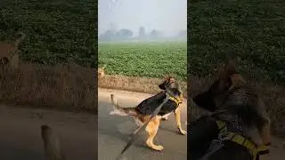 German shepherd vs desi dog video #shorts #dog #viral #trending #dogsworld