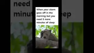 Daily Struggles #meme #shorts