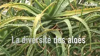 La diversité des aloès