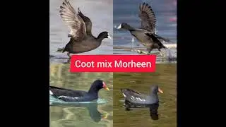 coot mix best voice call