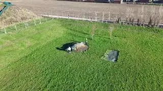 Hondenloopweide - Wingene