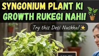 Syngonium Plant ki Growth Rukegi Nahi! Try this Desi Nuskha! 🪴✨ #gardeninghacks #tipsandtricks 