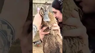 We love our ducks (Bonnie & Clyde) 🦆 #youtube #funny #family #ducks #daughter #funnyshorts