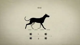 Animal Gaits for Animators