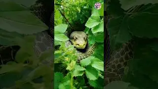 Congo Jungle | Congo rainforest #sciencefacts #science