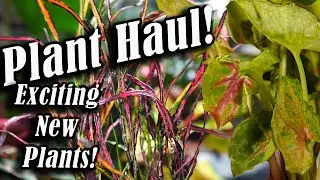 Houseplant Haul From Hirt's Gardens