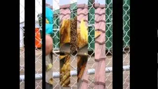 Bee Removal in Orange County  |  949-459-0024