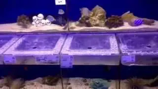Advanced Aquatics in Broken Arrow, Ok - quick shop tour.