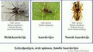 Geleedpotigen, orde spinnen, familie kaardertjes arthropoda Wandkaardertje Dennenkaardertje Sound