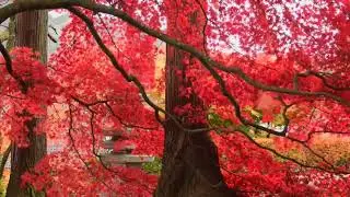 3 HOURS Of Garden BIRDS Sounds