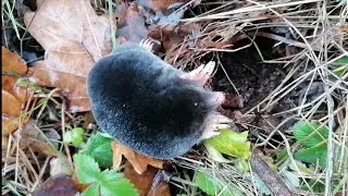 Suki zeigt mir einen Maulwurf