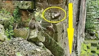 So Pity ! Poor little Lori weakness fall down on rock from high branch two time, Lori hurt much.