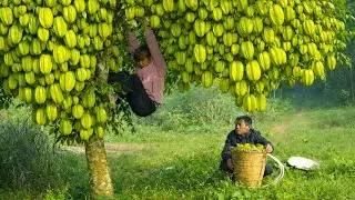 Helping Dad harvest the starfruit hanging heavily on the tree - Cooking a delicious afternoon meal