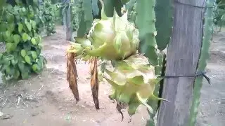 PITAYA VERMELHA - PLANTIO S&Iacute;TIO SAWADA