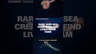 Millions flock to livestream featuring rare deep-sea creatures