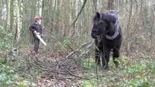 Horse logging-training of a young Belgian draft horse