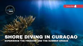 Shore Diving in Cura&ccedil;ao: Experience the Unlimited Freedom and the 365-Day Summer Breeze