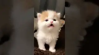 Cute Kitten And Goat Kid Calling Mama🙀🐈❤️&hearts;️👌#shorts