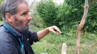 El sanador de arboles