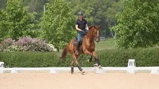 Carl Hedin - &oslash;gninger i galop / extended canter