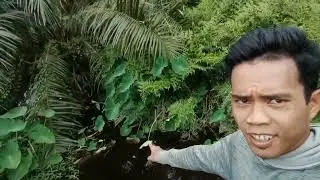 spot mancing ikan gabus strategis @yosepfishing
