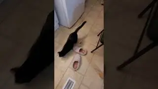 Cat, Barley, playing with toy spring