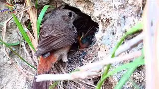 Familiar chat birds nest inside the ground || Animals and Birds