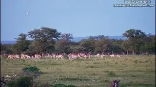 Herd of springboks with lambs grazing on the plain. Okaukuejo Resort Wildlife Waterhole.