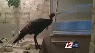 Wild turkey trashes bathroom, floods house