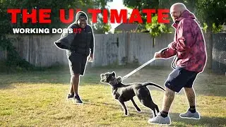 Why These Working Dogs Are the Ultimate Canine Athletes..? Bullherder 😈