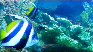 Wimpelfisch Heniochus  Bannerfish Aquarium