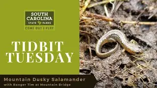Mountain Dusky Salamander