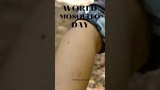 #WorldMosquitoDay #AppreciateMosquitoes #ProtectOurEcosystem
