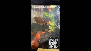 Zayquatic fish world is live #arowana #aquarium #aquascape #viral #fishshorts #trending #shorts #fyp