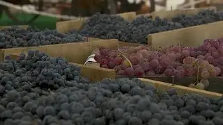 Lodi Grape Festival 2025 is in full swing this weekend