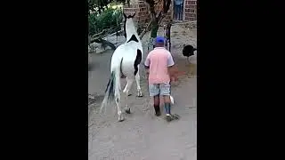 🥶 Homem tomando super coice de cavalo 🥶 kkkkkkkk #shorts #statuswhatsapp #engra&ccedil;ado . INSCREVA-SE
