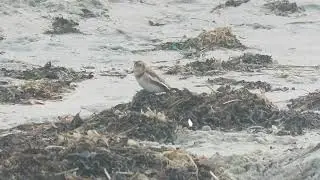 Snow Bunting, East Head 12.12.2025