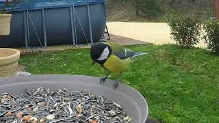 Moment de détente : Les oiseaux du jardin.